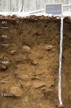 Humose Braunerde aus pleistozäner Fließerde (Basislage) über Hangschutt aus Quarzporphyr Blick auf ein oben dunkelbraunes, darunter braunes Musterprofil des LGRB unter mit Schnee bedecktem Waldboden. Die aufgeschlossene, größere Steine führende Profilwand ist 130 Zentimeter tief. Links werden vier Bodenhorizonte angezeigt.