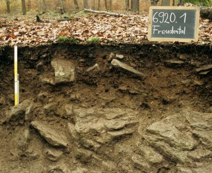 Braunerde aus Fließerde auf Sandstein der Löwenstein-Formation Das Foto zeigt ein Bodenprofil unter Wald. Das Bodenprofil ist etwa 80 cm tief.