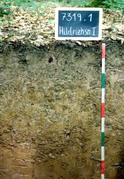 Stauwasserboden (Pseudogley) aus lösslehmreicher Fließerde über Keuperton-Fließerde Das Foto zeigt ein Bodenprofil unter Wald. Das Bodenprofil ist über 90 cm tief.