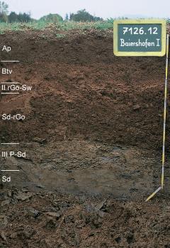 Tiefe lessivierte Pseudogley-Braunerde aus periglazial umgelagerten Goldshöfer Sanden über toniger Fließerde (Basislage, Opalinuston)
