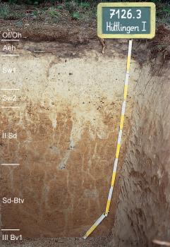 Podsoliger Pseudogley aus solifluidal umgelagertem Lösslehm über Goldshöfe-Sand; Musterprofil 7126.3, Begleitboden in Kartiereinheit m50