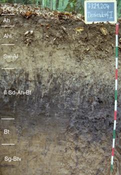 Tief entwickelte Pseudogley-Tschernosem-Parabraunerde aus Lösslehm