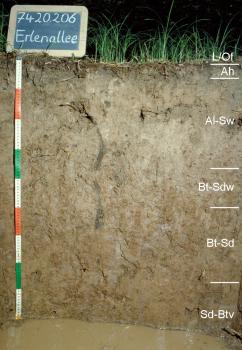 Parabraunerde-Pseudogley aus Lösslehm Das Foto zeigt ein Bodenprofil unter Gräsern. Es handelt sich um ein Musterprofil des LGRB. Das grau- bis hellbraune Profil ist 90 cm tief. Am Boden steht Wasser.