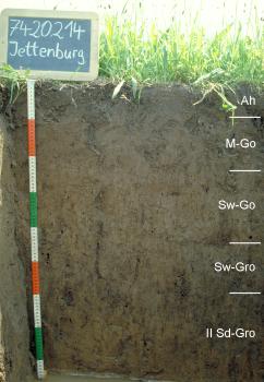 Kolluvium-Gley, pseudovergleyt, aus holozänen Abschwemmmassen über Lösslehm Das Foto zeigt ein Bodenprofil unter Ackerpflanzen. Es handelt sich um ein Musterprofil des LGRB. Das in fünf Horizonte gegliederte Profil ist 90 cm tief. Eine Tafel links oben gibt Nummer und Name des Profils an.