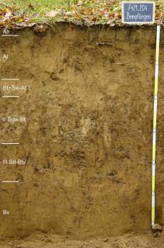 Pseudovergleyte Parabraunerde aus Lösslehm Das Foto zeigt ein Bodenprofil des LGRB unter Wald. Das in sechs Horizonte gegliederte, grünlich bis gelblich braune Profil hat eine Tiefe von 1,25 m. Rechts oben zeigt eine Tafel den Namen und die Nummer des Profils an.