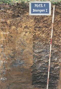 Mäßig tief entwickelter pseudovergleyter Braunerde-Pelosol aus lösslehmarmer Fließerde über periglazial umgelagertem Opalinuston auf Opalinustonzersatz