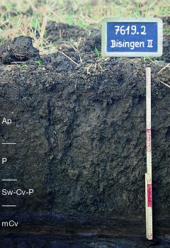 Mittel tief entwickelter pseudovergleyter Pelosol aus Ölschieferzersatz
