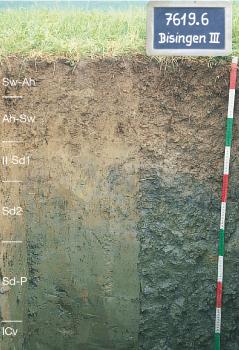 Pseudogley aus geringmächtigen, tonreichen, holozänen Abschwemmmassen über periglazial umgelagertem Opalinuston