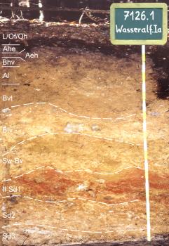 Tief entwickelte pseudovergleyte Podsol-Parabraunerde aus feuersteinreichen Fließerden über Feuersteinlehm (Begleitboden in o97; Musterprofil 7126.1) Blick auf ein Musterprofil des LGRB unter Wald. Die sichtbare, sehr tiefe Profilwand ist gelblich bis rötlich braun und in elf Bodenhorizonte eingeteilt, die teils wellenförmig verlaufen. Rechts oben zeigt eine Tafel Nummer und Namen des Profils an.