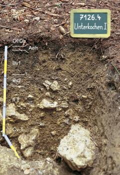 Mäßig tief entwickelte podsolige Braunerde-Terra fusca aus Feuersteinschutt führender Deckschicht über Dolomitstein-Verwitterung Blick auf ein Musterprofil des LGRB unter Wald. Das braune, unten steinige bis felsige Bodenprofil ist in sechs Horizonte eingeteilt und 90 Zentimeter tief. Rechts oben nennt eine Tafel Nummer und Name des Profils.