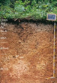 Tief entwickelter pseudovergleyter Parabraunerde-Podsol, aus stark Feuersteinschutt führenden Fließerden über Feuersteinlehm (Begleitboden in o97) Blick auf ein Musterprofil des LGRB unter Wald. Die sichtbare Profilwand ist oben rötlich grau, unten rötlich braun, in sieben Bodenhorizonte eingeteilt und 160 Zentimeter tief. Rechts oben nennt eine Tafel Nummer und Namen des Profils.