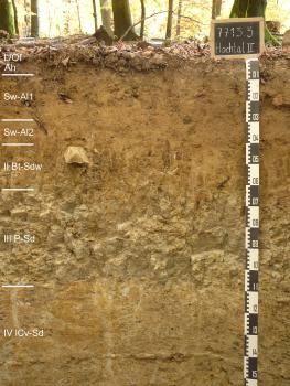 Pseudogley-Pelosol-Parabraunerde, aus lPseudogley-Pelosol-Parabraunerde aus lösslehmreichen Fließerden über tonreicher Fließerde auf Dolomitmergelstein-Zersatz des Unteren Muschelkalksösslehmreichen Fließerden über tonreicher Muschelkalk-Fließerde Das Bild zeigt ein aufgegrabenes Bodenprofil unter Wald. Das Profil ist durch eine beschriftete Kreidetafel als Musterprofil des LGRB ausgewiesen. Das hellbraune Profil ist 1,50 m tief.