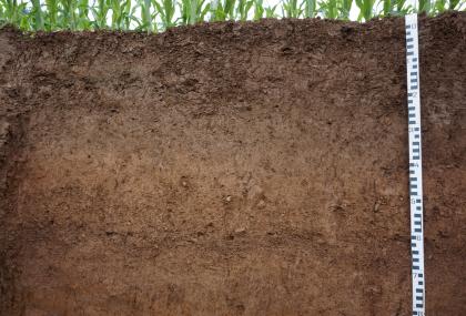 Auengley-Brauner Auenboden aus lehmig-sandigen Auensedimenten (b145) Teilansicht eines Bodenprofils des LGRB unter einer Maispflanzung. Vom braunen, im oberen Bereich schwärzlich braunen Profil sind 80 Zentimeter in der Tiefe sichtbar.