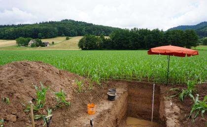 Auengley-Brauner Auenboden aus lehmig-sandigen Auensedimenten (b145) Blick auf ein aufgegrabenes Musterprofil des LGRB. Das Profil, von dem drei Wände sichtbar sind, liegt rechts unten im Vordergrund, in einem noch niedrig stehenden Maisfeld. Links liegt ausgehobene Erde. Im Hintergrund Wald sowie eine bewaldete Anhöhe.