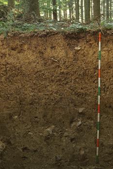 Mäßig tief entwickelte Pseudogley-Parabraunerde aus spätglazialer Fließerde über würmzeitlichem Geschiebemergel (U51) Das Foto zeigt ein Bodenprofil unter Wald. Es handelt sich um ein Musterprofil des LGRB. Das dunkelbraune Profil ist 1,50 m tief.