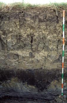 Auengley, pseudovergleyt, aus überwiegend tonigen Auenablagerungen (U122) Das Bild zeigt ein Bodenprofil unter Grünland. Es handelt sich um ein Musterprofil des LGRB. Das Profil ist über 1,40 m tief.