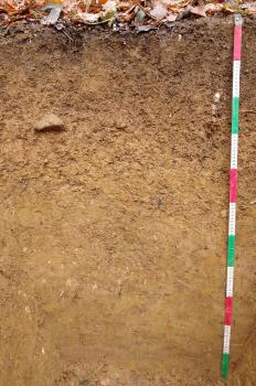 Mäßig tief entwickelte Parabraunerde-Braunerde aus geringmächtiger lösslehmhaltiger Fließerde über miozänem Vulkantuff Das Foto zeigt ein Bodenprofil unter Laub. Das hellbraun gefärbte Profil ist 1,20 m tief.