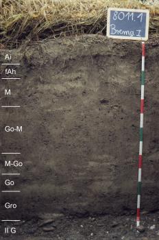 Kalkreicher Auengley-Brauner Auenboden aus Auensand über holozänem Flussschotter (Z104) Das Foto zeigt ein Musterprofil des LGRB. Die sichtbare Profilwand ist braun bis schwarzbraun, in acht Horizonte eingeteilt und 140 Zentimeter tief.