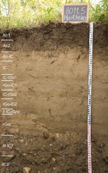 Reliktische Gley-Pararendzia aus schluffig-sandigen Rheinsedimenten (Auenmergel) (Z107) Das Foto zeigt ein Musterprofil des LGRB unter einem Acker. Die sichtbare Profilwand ist oben und unten braun, dazwischen hellbraun, in zwölf Horizonte eingeteilt und etwa 140 Zentimeter tief.