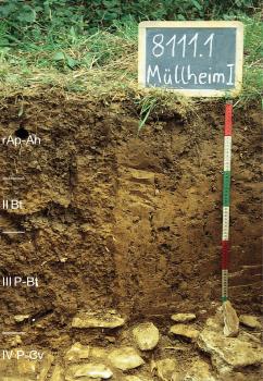 Pelosol-Parabraunerde aus lösslehmhaltigen Fließerden über Tonfließerde auf Kalksteinzersatz (Kalkkonglomerat, Tertiär) Musterprofil von mittel- bis dunkelbraunem Boden unter einer Wiese. Der unterste Horizont enthält viele große, helle Gesteine. Links am Rand sind die Bodenhorizonte eingezeichnet, rechts befinden sich ein Maßstab und ein Schild mit Beschriftung.