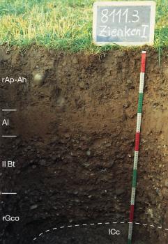 Rötliche Parabraunerde aus Niederterrassenschotter des Rheins, oberflächlich mit spätwürmzeitlicher, kryoturbater Solimixtionsdecke (Z91) Das Bild zeigt ein Bodenprofil unter Grünland. Es handelt sich um ein Musterprofil des LGRB. Das in fünf Horizonte eingeteilte Profil ist über 1 m tief.