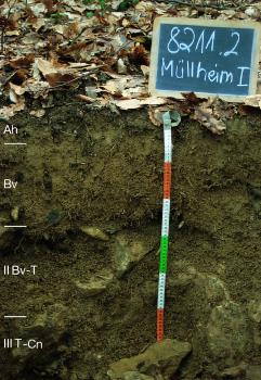 Braunerde-Terra fusca aus lösslehmreicher Fließerde über steinig-toniger Fließerde auf Kalkstein des Mitteljuras (Z09) Musterprofil eines dunkelbraunen, große Gerölle enthaltenden Bodens unter belaubtem Waldboden. Links sind die Bodenhorizonte eingezeichnet, mittig befindet sich ein bunter Maßstab mit einer beschrifteten Kreidetafel darüber.