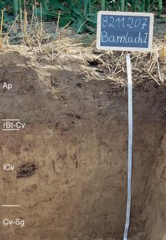 Parabraunerde-Pararendzina aus würmzeitlichem Löss Auf dem Bild ist ein Musterprofil zu sehen, welches unter einer Wiese ausgegraben wurde. Am rechten Rand ist ein Maßstab sowie eine Kreidetafel, die die Nummer des Profils angibt (8211.207). Der Boden ist anfangs dunkelbraun und wird heller nach unten.