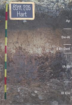 Tief entwickelte Pseudogley-Parabraunerde aus Decklage über spätwürmzeitlichem Hochflutlehm auf Rheinschotter Das Foto zeigt ein Bodenprofil unter Acker. Es handelt sich um ein Musterprofil des LGRB. Das in fünf Horizonte unterteilte Profil ist über 1,20 m tief.