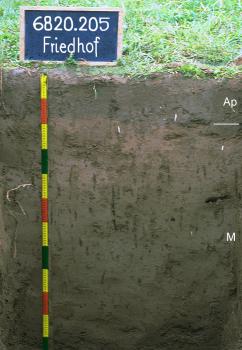 Tiefes Kolluvium aus holozänen Abschwemmmassen Das Foto zeigt ein Bodenprofil unter Acker. Es handelt sich um ein Musterprofil des LGRB. Das in nur zwei Horizonte gegliederte, graubraune Profil ist 115 cm tief.