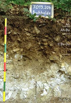 Rendzina-Braunerde aus geringmächtiger, lösslehmhaltiger Fließerde über Hangschutt Das Foto zeigt ein Bodenprofil unter Wald. Es handelt sich um ein Musterprofil des LGRB. Das fünf Horizonte umfassende Bodenprofil ist etwa 90 cm tief.