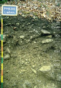 Rendzina aus Muschelkalk-Hangschutt Das Foto zeigt ein Bodenprofil unter Laubwald. Es handelt sich um ein Musterprofil des LGRB. Das fünf Horizonte umfassende und sehr steinige Profil ist 1,20 m tief.