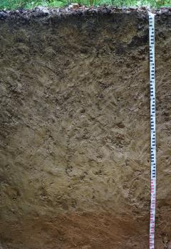 Kolluvium-Parabraunerde über lösslehmreicher Fließerde (g62) im Zentrum einer flachen bewaldeten Mulde westlich von Herrenberg-Kuppingen Blick auf ein Bodenprofil des LGRB. Die sichtbare Profilwand ist einen Meter vierzig tief. Der Boden ist unter Pflanzendecke schwärzlich braun, nach unten hin rötlich braun gefärbt.