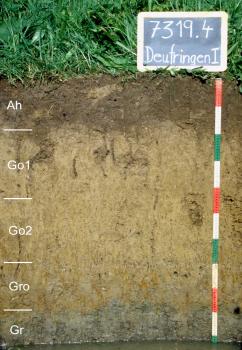Das Foto zeigt ein Bodenprofil unter Grünland. Es handelt sich um ein Musterprofil des LGRB. Das fünf Horizonte umfassende Profil ist über 1 m tief; am Boden steht Wasser.