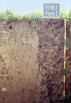 Kalkreicher Brauner Auenboden im Neckartal südwestlich von Horb am Neckar Das Foto zeigt ein Bodenprofil unter Grünland. Es handelt sich um ein Musterprofil des LGRB. Das vier Horizonte umfassende Profil ist 1,20 m tief.