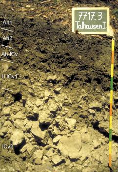 Rendzina aus Decklage über Hangschutt aus Dolomitgestein des Oberen Muschelkalks Das Foto zeigt ein Bodenprofil unter Wald. Es handelt sich um ein Musterprofil des LGRB. Das fünf Horizonte umfassende und nach rechts geneigte Profil ist über 1 m tief.