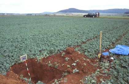 Ferritische Braunerde aus Eisenoolithzersatz der Ostreenkalk-Formation (Mitteljura) Das Foto zeigt ein aufgegrabenes Bodenprofil inmitten eines hochgelegenen, dicht bepflanzten Ackers. Grube und Aushub haben einen rötlich braunen Farbton. Im Hintergrund sind mittig und rechts bewaldete Höhen erkennbar.
