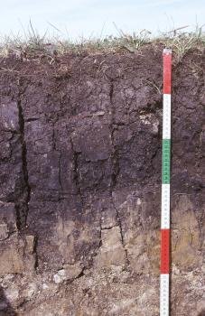 Tonige Altwassersedimente am Rand der Donauaue südwestlich von Donaueschingen-Pfohren Blick auf ein Bodenprofil des LGRB mit einer Tiefe von 60 cm. Die obere Schicht, bis etwa 40 cm Tiefe, ist schwärzlich braun, darunter folgt hellbraunes Bodenmaterial.