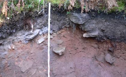 Podsol aus Hangschutt südöstlich von Klosterreichenbach Nahaufnahme von rötlich grauem Boden- und Gesteinsmaterial. Oben liegt eine schwärzliche Humusschicht auf, darüber wachsen Pflanzen.