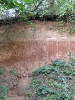 Löss mit fossilem Bodenhorizont bei Wertheim-Dertingen Das Bild zeigt ein offenliegendes, oben und am Fuß bewachsenes Lössbodenprofil. Das Profil ist dabei deutlich in mehrere Schichten unterteilt. Besonders auffällig ist ein breiter rotbrauner Streifen in der Profilmitte.
