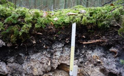 Schwarzer Rohhumus über dem gebleichten Oberboden eines Braunerde-Podsols aus Feuersteinschutt führenden Fließerden (o48) Teilansicht eines Bodenprofils unter einer Grasdecke. Die sichtbare Profilwand ist, von oben nach unten, schwarz und hellgrau. Ein Maßstab dient als Größenvergleich.