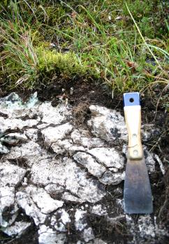 Felshumusboden an einem Steilhang am „Gespaltenen Fels“ im Donautal nördlich von Inzigkofen Nahaufnahme einer weißlich grauen Gesteinsschicht unter einer dunklen, sehr dünnen Erdauflage mit Pflanzenwuchs. Die Erde hat sich auch in Rinnen und Vertiefungen des Gesteins abgesetzt.