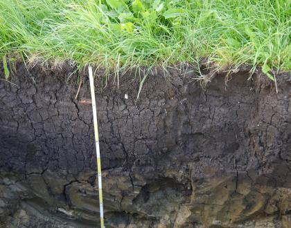 Kolluvium über Pelosol am Nordhang des Fürstenbergs Das Foto zeigt ein Bodenprofil unter grünem Pflanzenwuchs. Das dunkle, rissige Profil ist 1 m tief.