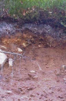 Podsol aus Hangschutt im Mittleren Buntsandstein bei Bad-Wildbad-Aichelberg Blick auf ein graues bis rötlich braunes Bodenprofil. Oben liegt eine Decke aus Humus und Grünpflanzen. Links ragen Wurzeln ins Bild.