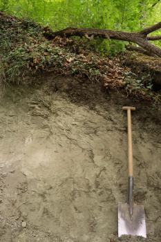 Pararendzina aus Oberer Süßwassermolasse Das Bild zeigt ein Bodenprofil unter Wald. Äste, Blattwerk und Wurzeln begrenzen den oberen Teil des Profils. Ein angelehnter Spaten rechts im Bild zeigt die Tiefe.