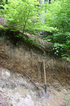 Mäßig tief entwickelte Parabraunerde aus lösslehmhaltiger Fließerde über Fließerde aus Molassematerial auf Mergelstein der Oberen Meeresmolasse Das Bild zeigt ein Bodenprofil unter Wald. Das in der oberen Hälfte dunkelbraune Profil ist stark durchwurzelt. Ein Spaten zeigt die Tiefe des Profils an.