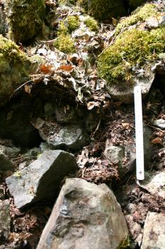 Skeletthumusboden auf jungem Hangschutt