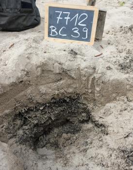 Bodenprofil auf frisch angeschwemmtem Sand im NSG Taubergießen westlich von Rheinhausen-Niederhausen Abwärts gerichteter Blick auf ein geöffnetes Bodenprofil. Im tieferen Teil sind dunkle Pflanzenreste erkennbar. Der oben liegende helle Sandboden entstand durch Hochwasser.