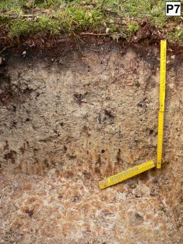 Das Foto zeigt ein aufgegrabenes Bodenprofil unter Wald. Das hellbraune, nach unten hin marmorierte Profil ist etwa 60 cm tief.