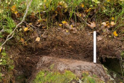 Skeletthumusboden aus Buntsandstein-Blockschutt Das Foto zeigt ein dunkelbraunes Bodenprofil mit Wurzelwerk und Pflanzenstängeln. Im Vordergrund liegt ein größerer, mit Moos bedeckter Gesteinsblock.