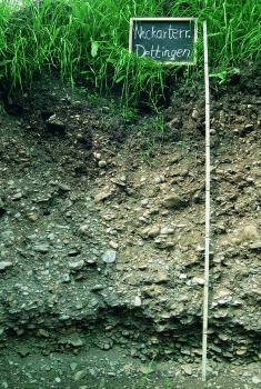 Kalkhaltiger Brauner Auenboden aus geringmächtigem, stark kiesigem Auenlehm über Neckarschotter Das Foto zeigt ein Bodenprofil unter Pflanzenwuchs. Das Profil ist 1,60 m tief.